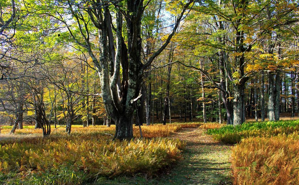 Canaan Valley Resort State Park Davis Luaran gambar